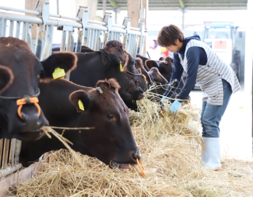 Cặp vợ chồng chăn nuôi bò sữa Hokkaido 